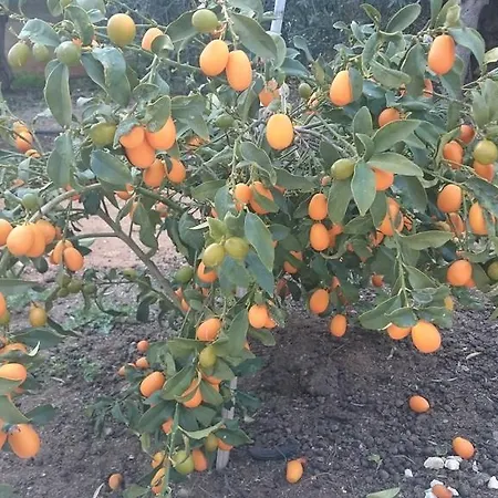 Διαμέρισμα Maritsa's Roses