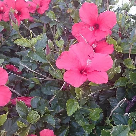 Maritsa's Roses Daire Pomos