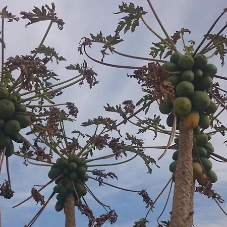 Apartament Maritsa's Roses