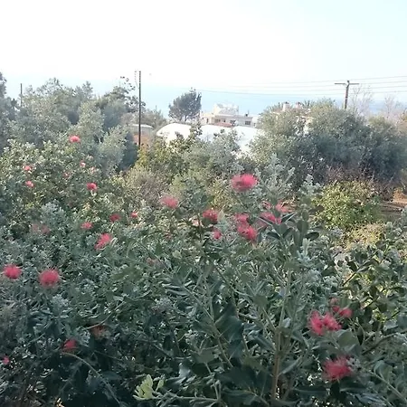 Maritsa's Roses Daire Pomos