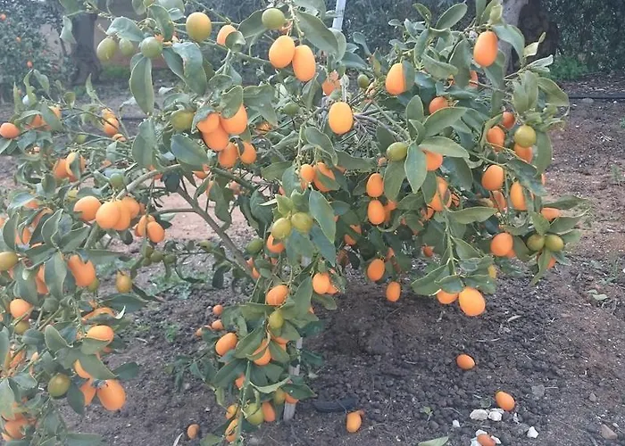 Apartmán Maritsa's Roses