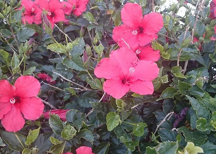 Maritsa's Roses Apartmán Pomos