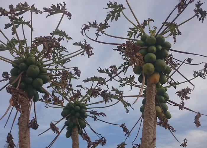 Apartmán Maritsa's Roses